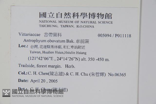 車前蕨藏品圖，第2張