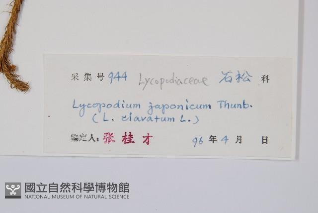 石松藏品圖，第2張