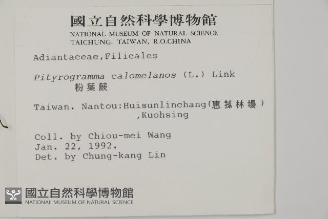 Silver fern Collection Image, Figure 2, Total 5 Figures