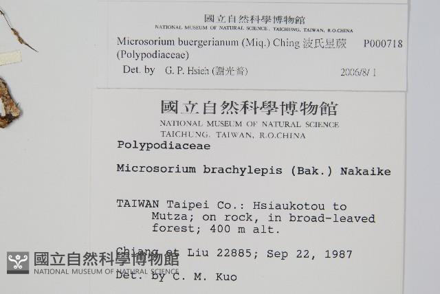 波氏星蕨藏品圖，第2張