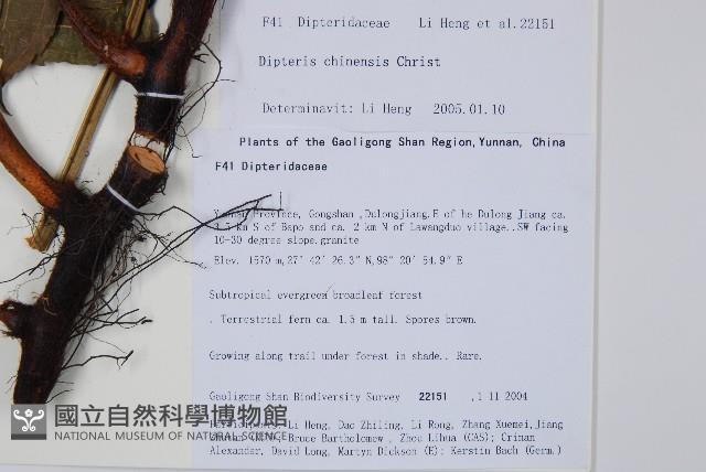 雙扇蕨藏品圖，第2張