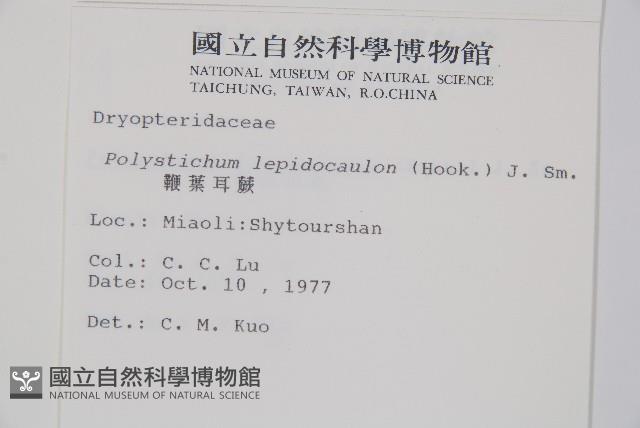 鞭葉耳蕨藏品圖，第2張