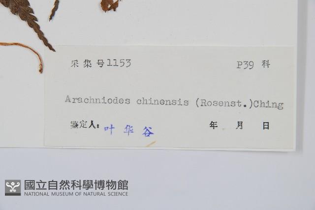 斜方複葉耳蕨藏品圖，第2張