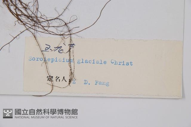 玉龍蕨藏品圖，第2張