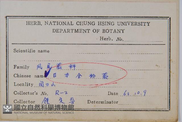 日本金粉蕨藏品圖，第2張