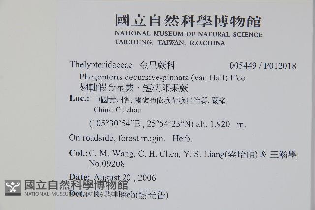 翅軸假金星蕨、短柄卵果蕨藏品圖，第2張