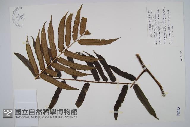 觀音座蓮藏品圖，第1張