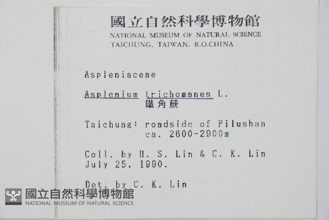 鐵角蕨藏品圖，第2張