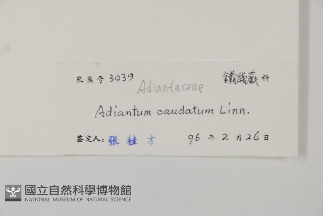 鞭葉鐵線蕨藏品圖，第2張