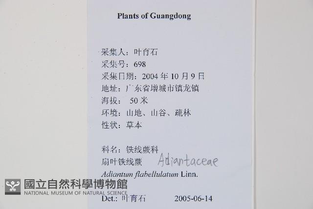 扇葉鐵線蕨藏品圖，第2張