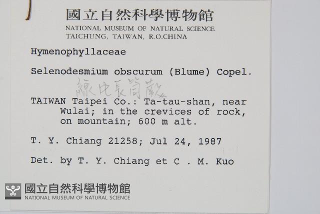 線片長筒蕨藏品圖，第2張