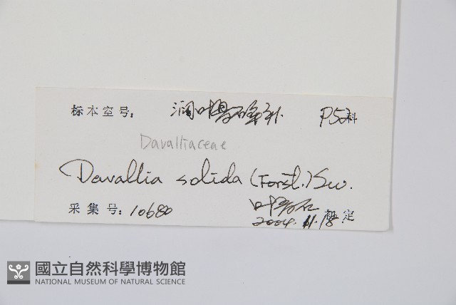 闊葉骨碎補藏品圖，第2張