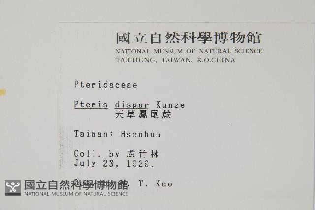 天草鳳尾蕨藏品圖，第2張