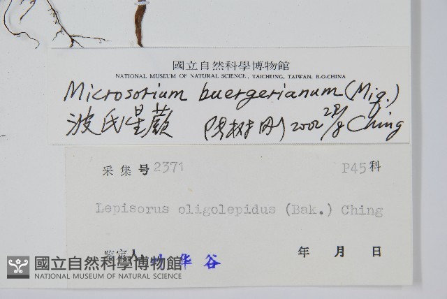 波氏星蕨藏品圖，第2張