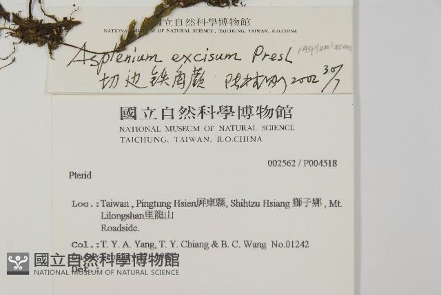 剪葉鐵角蕨藏品圖，第2張