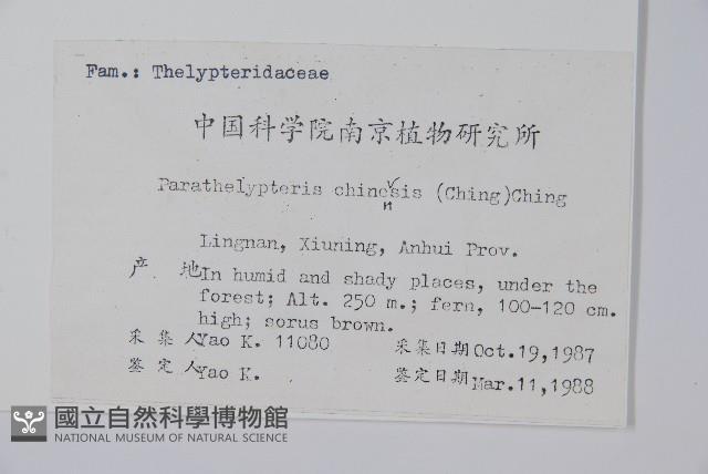 中華金星蕨藏品圖，第2張