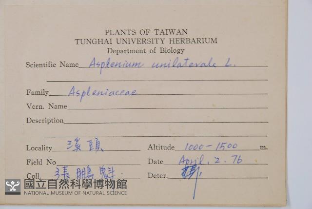 單邊鐵角蕨藏品圖，第2張