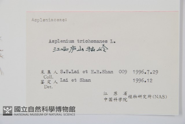 鐵角蕨藏品圖，第2張