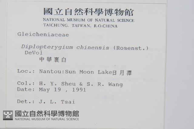 中華裡白藏品圖，第2張