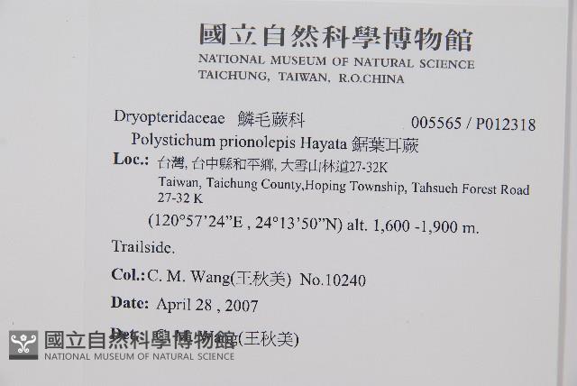 鋸葉耳蕨藏品圖，第2張