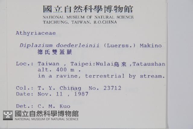 德氏雙蓋蕨藏品圖，第2張