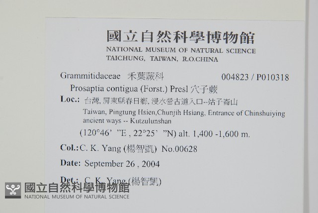 穴子蕨藏品圖，第2張