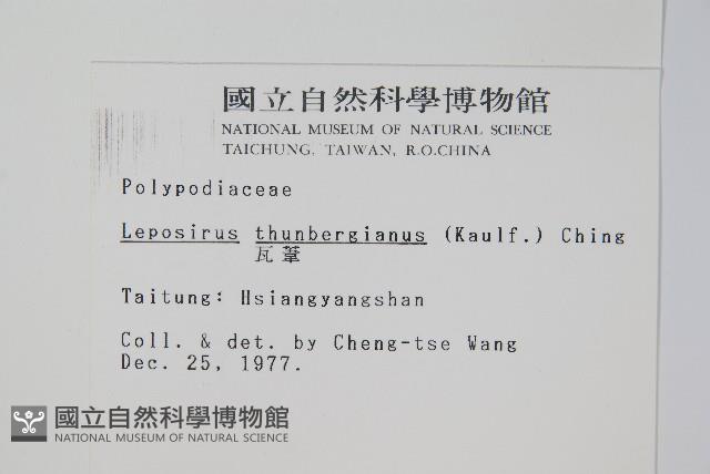 瓦葦藏品圖，第2張