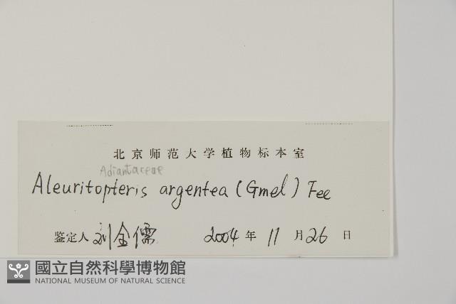 銀粉背蕨藏品圖，第2張