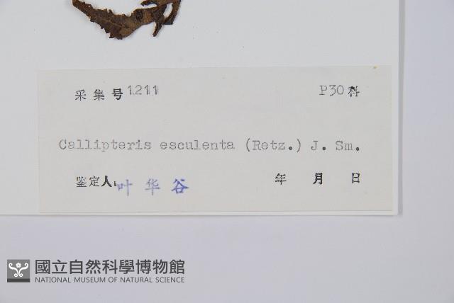 菜蕨藏品圖，第2張