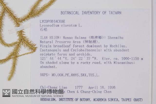 石松藏品圖，第2張