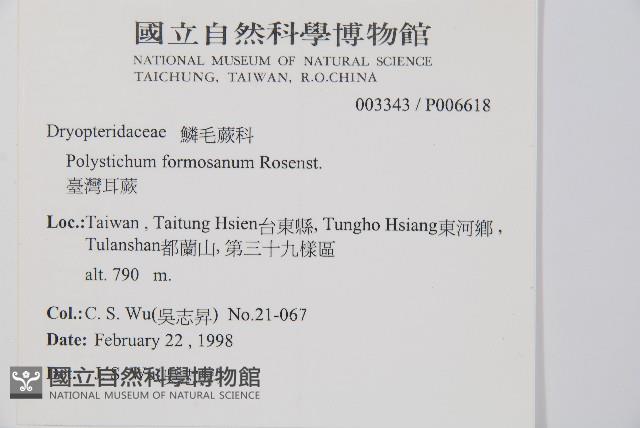 臺灣耳蕨藏品圖，第2張