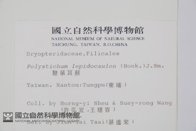 鞭葉耳蕨藏品圖，第2張