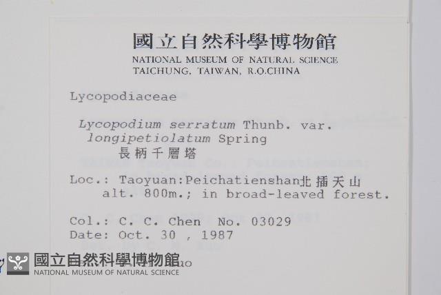 長柄千層塔藏品圖，第2張