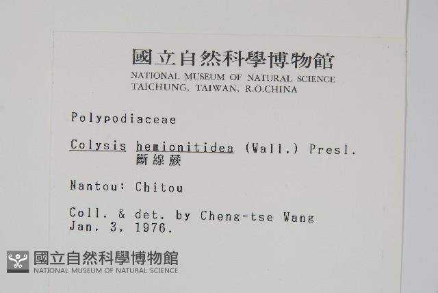 斷線蕨藏品圖，第2張