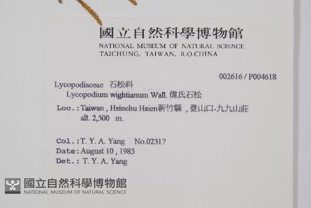 偉氏石松藏品圖，第2張