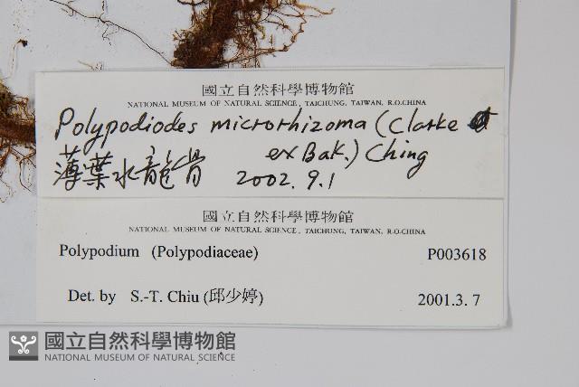 薄葉水龍骨藏品圖，第2張