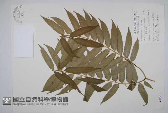 觀音座蓮藏品圖，第1張