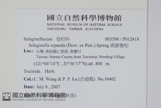 高雄卷柏藏品圖，第2張