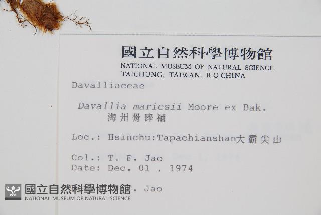 海州骨碎補藏品圖，第2張