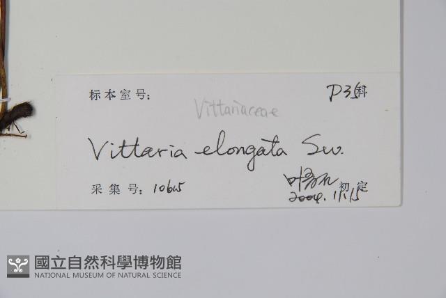 唇邊書帶蕨藏品圖，第2張