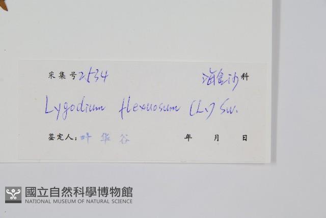 曲軸海金沙藏品圖，第2張