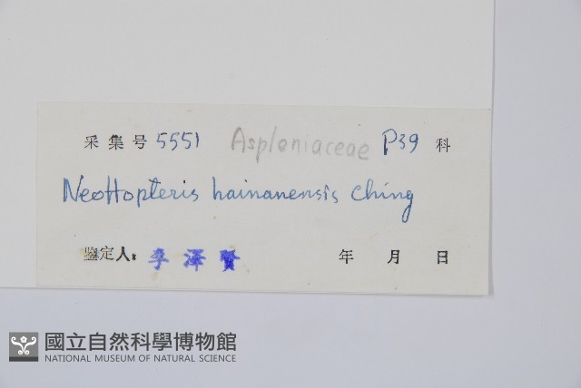 海南巢蕨藏品圖，第2張