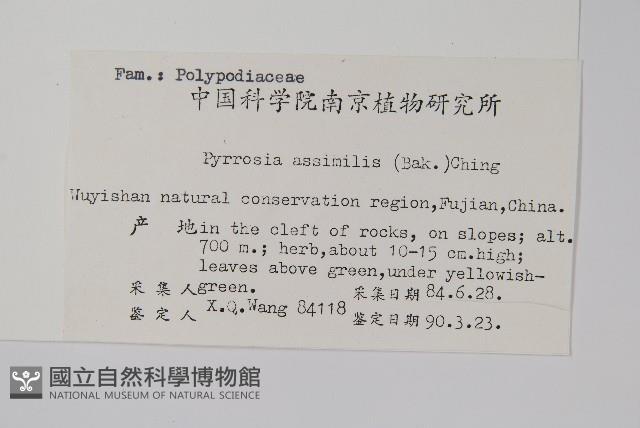 相異石韋藏品圖，第2張