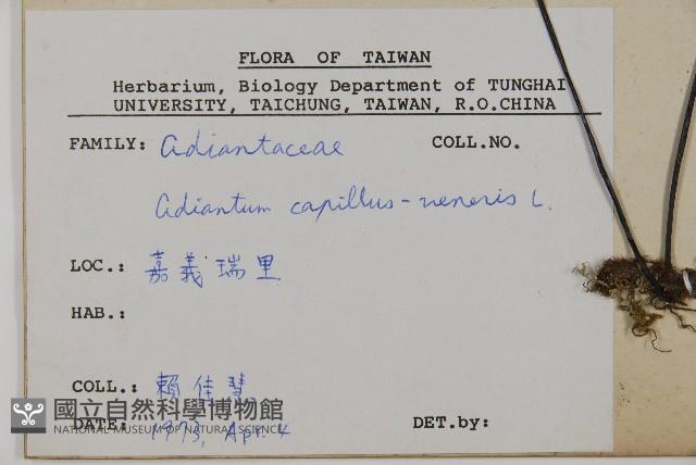 鐵線蕨藏品圖，第2張