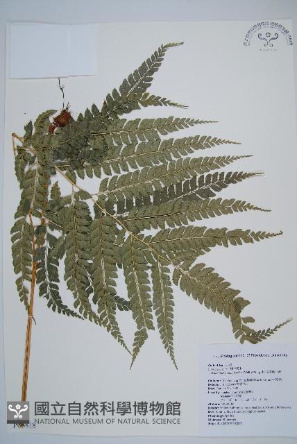 斜方複葉耳蕨藏品圖，第1張