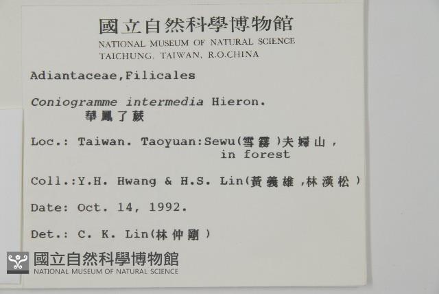 華鳳丫蕨藏品圖，第2張