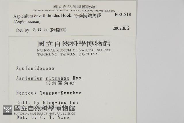 骨碎補鐵角蕨藏品圖，第2張