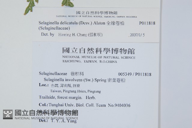 全緣卷柏藏品圖，第2張