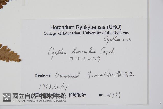 韓氏桫欏藏品圖，第2張