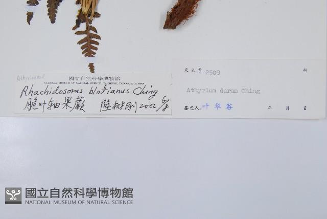 脆葉軸果蕨藏品圖，第2張